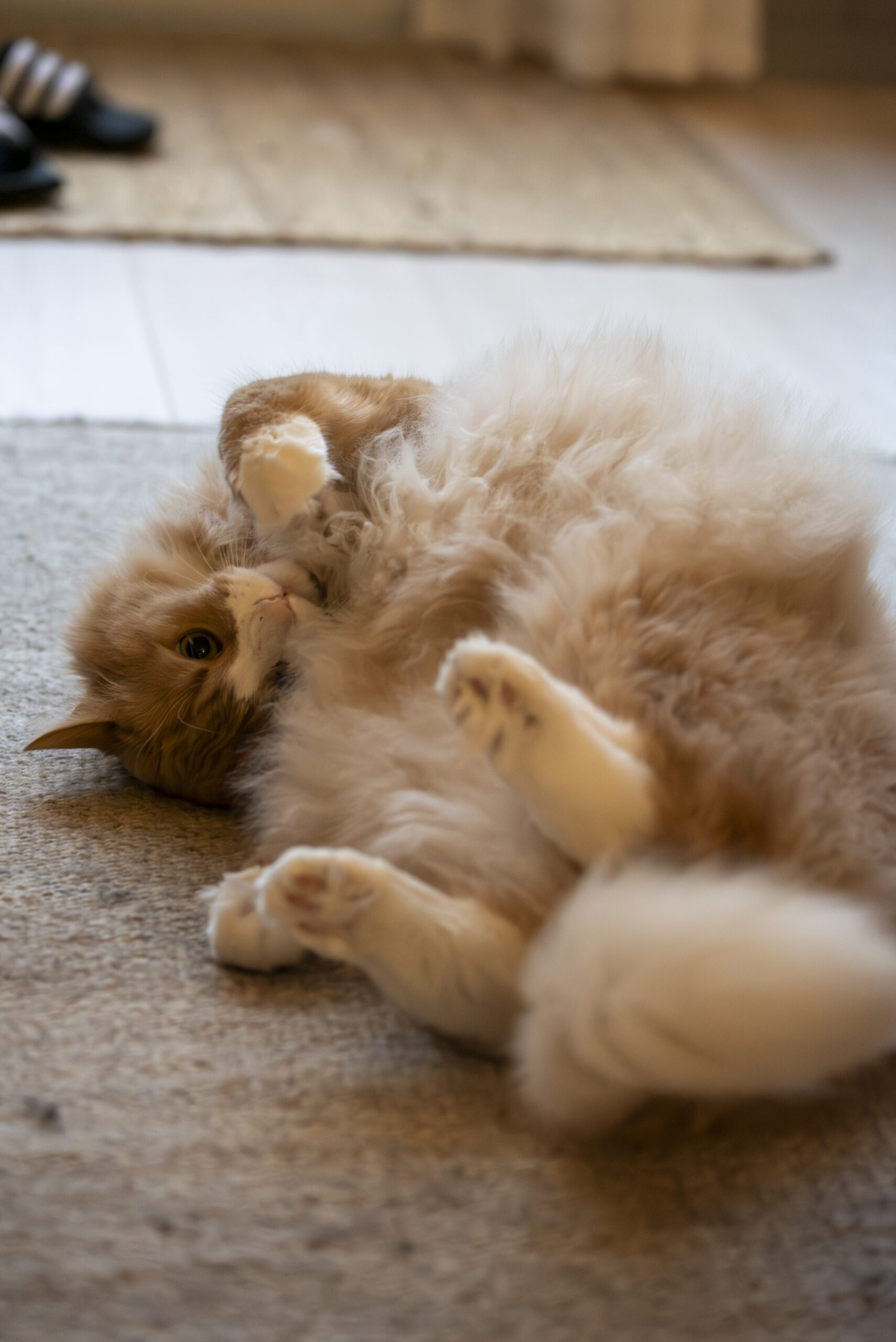 _DSC4894-Enhanced-NR