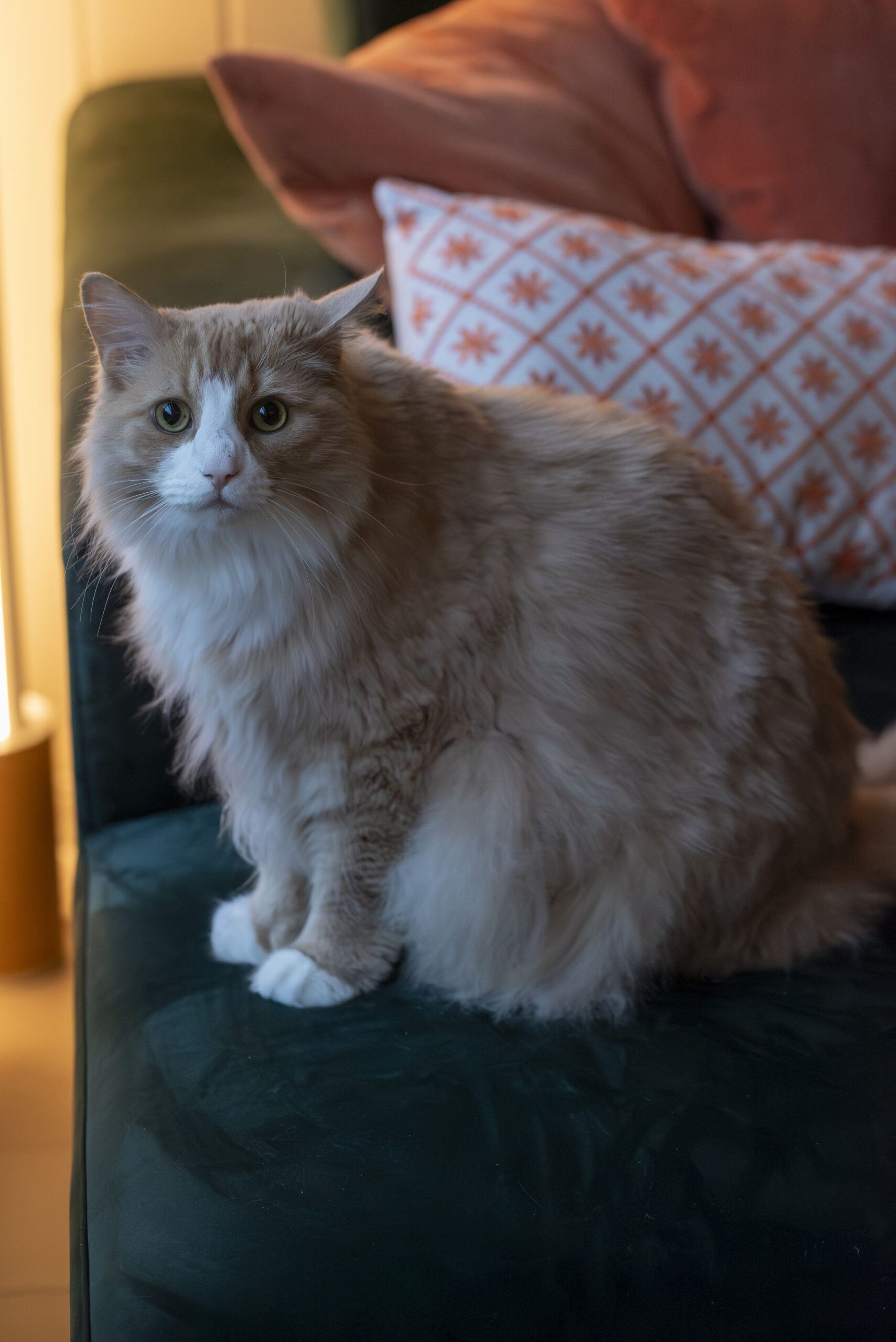 _DSC4911-Enhanced-NR