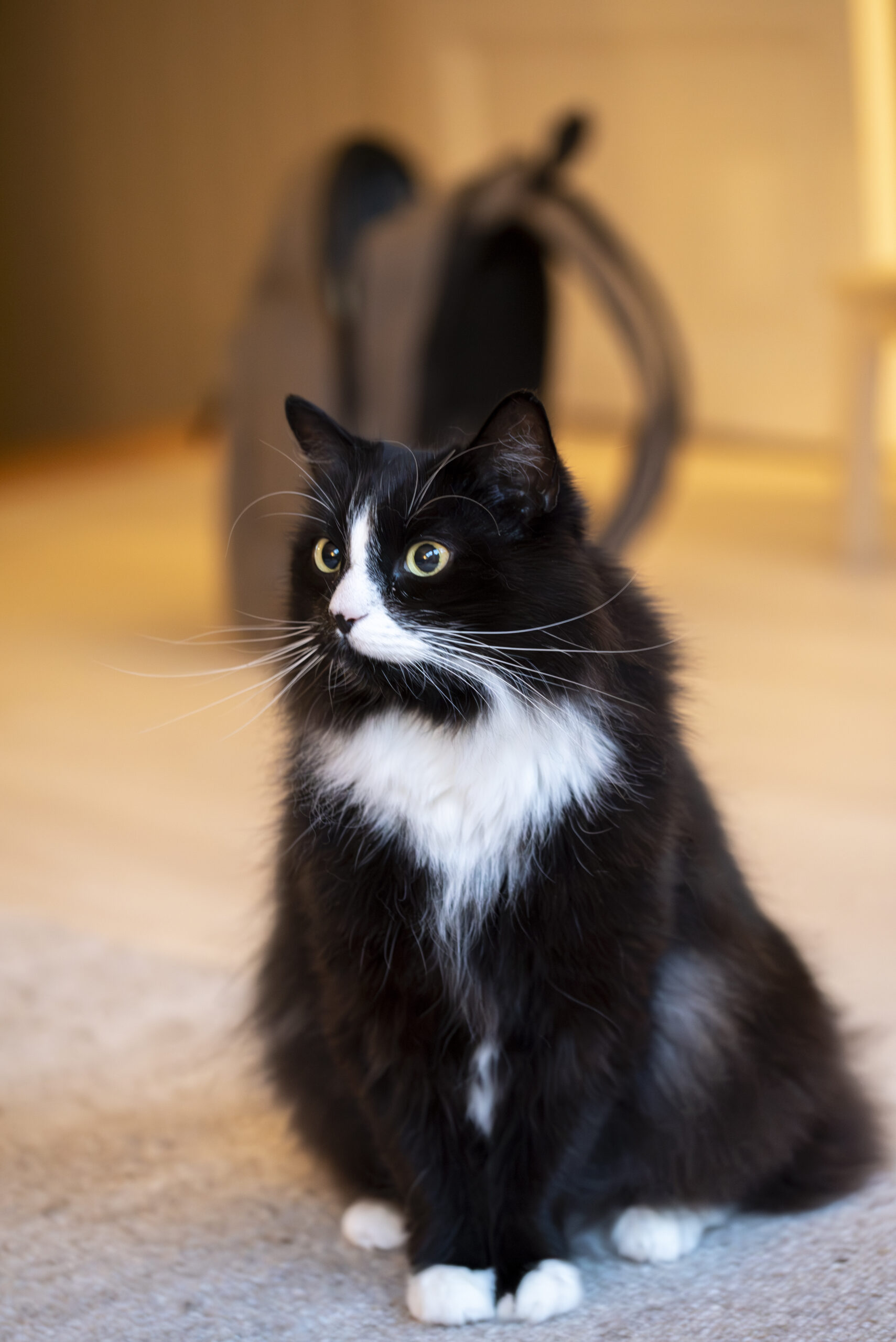 _DSC4960-Enhanced-NR