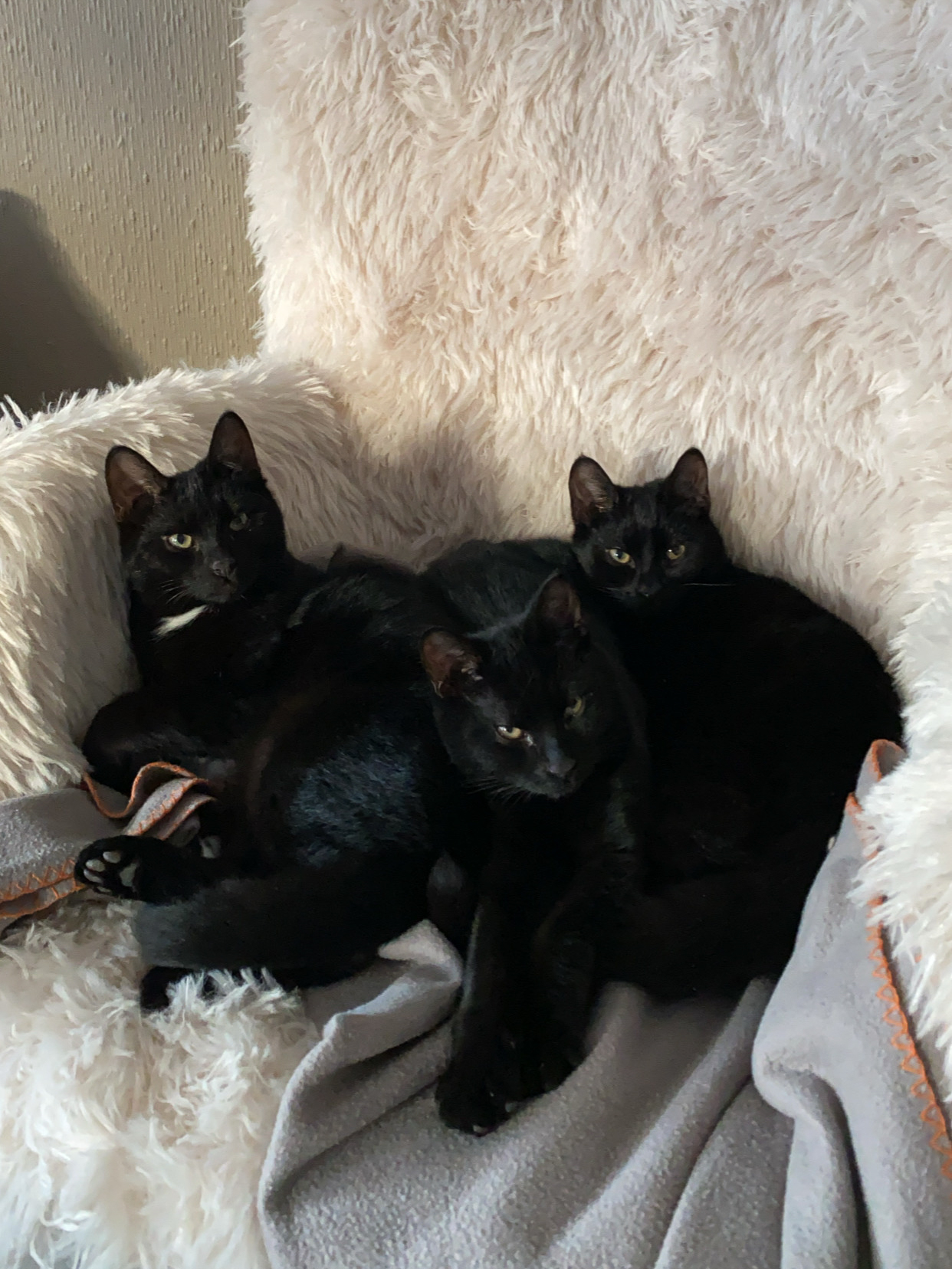 CjYKMlNuYXBjaGF0LzEzLjE0LjAuMzkgKGlQaG9uZTEyLDU7IGlPUyAxNy43LjE7IGd6aXApIAI=