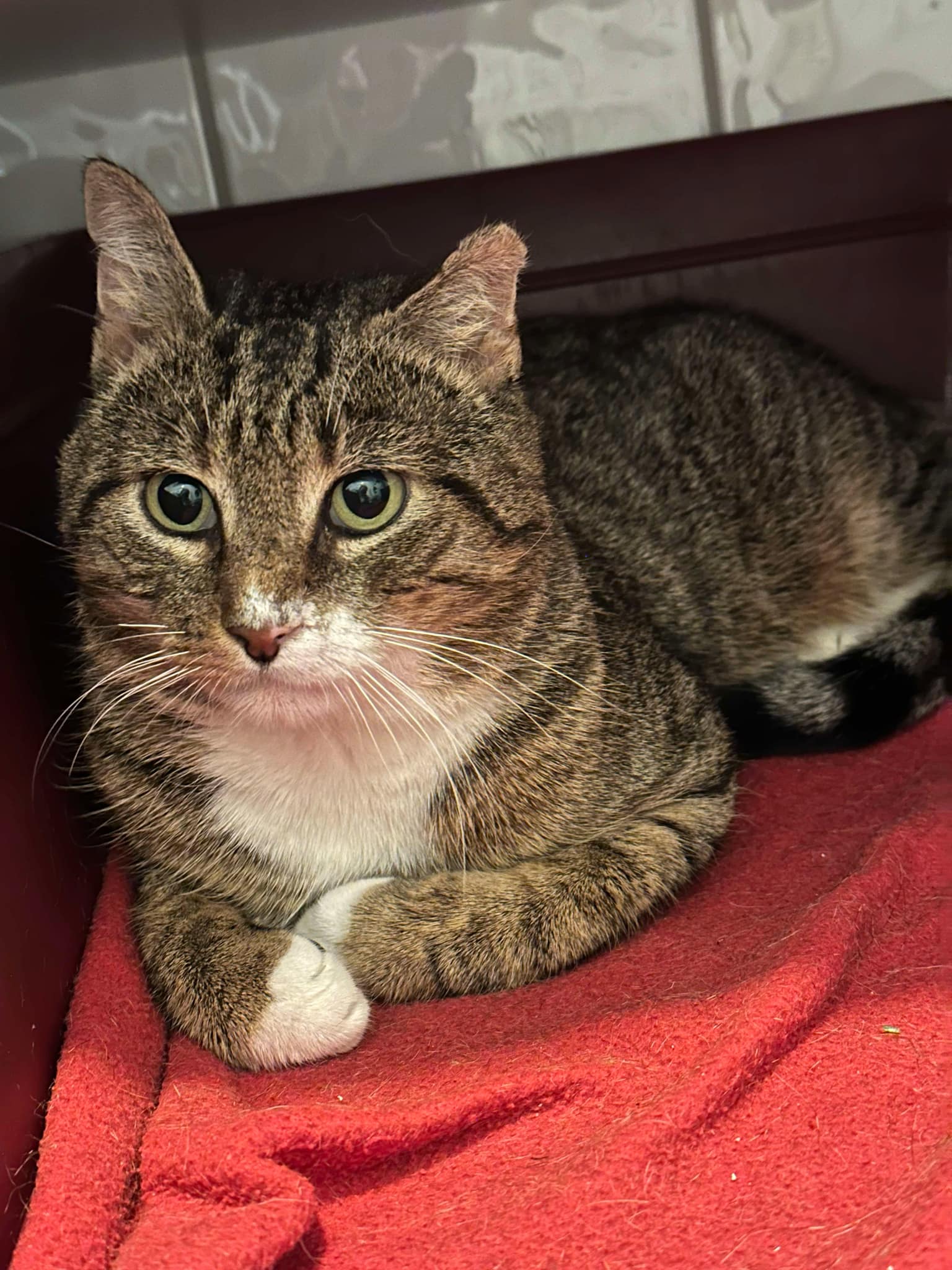 Messenger_creation_1A1C40F8-A2F3-4E43-94A7-564398E9B43E