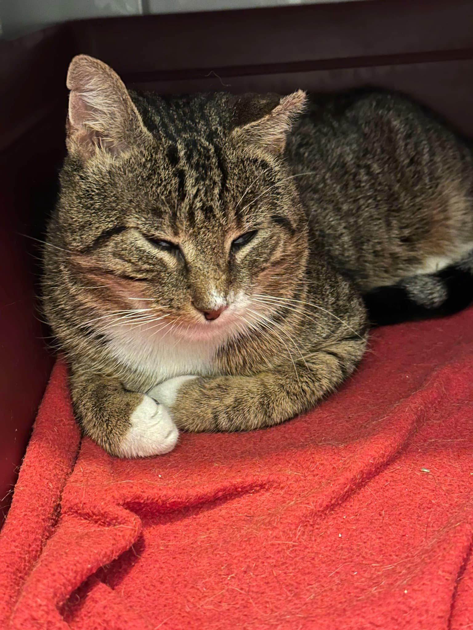 Messenger_creation_78AAFC26-BDA8-4FDF-B815-4A11C0914B22