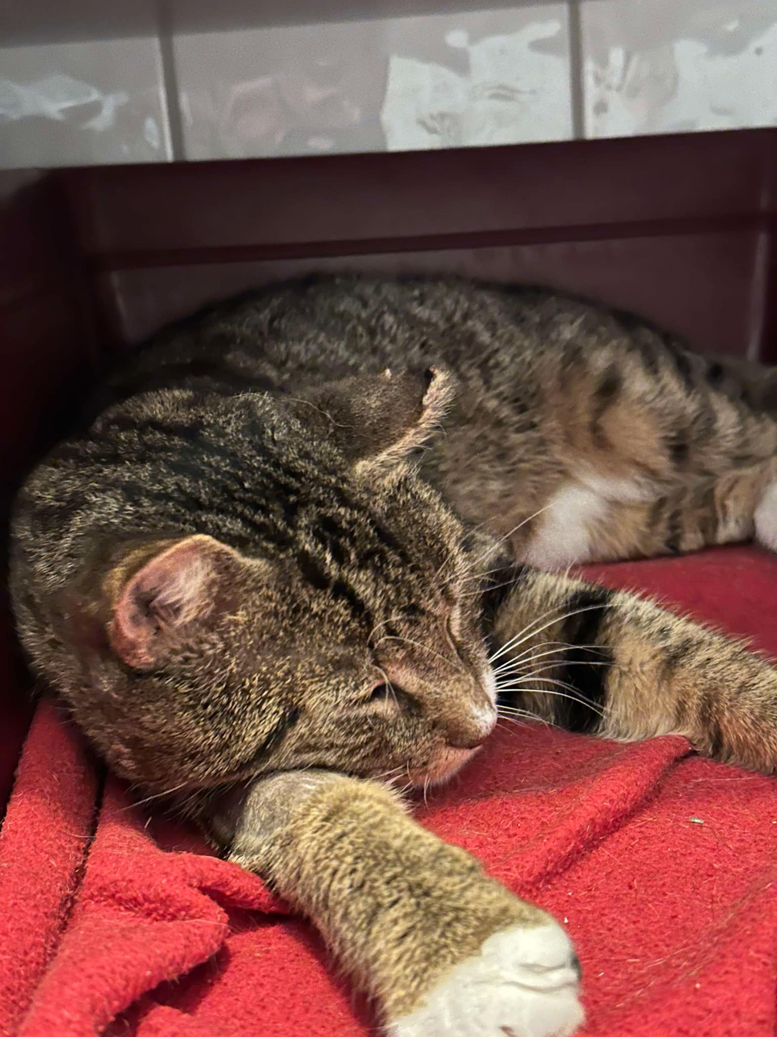 Messenger_creation_A50E36F0-35E1-47FC-B5B7-3104C963548B