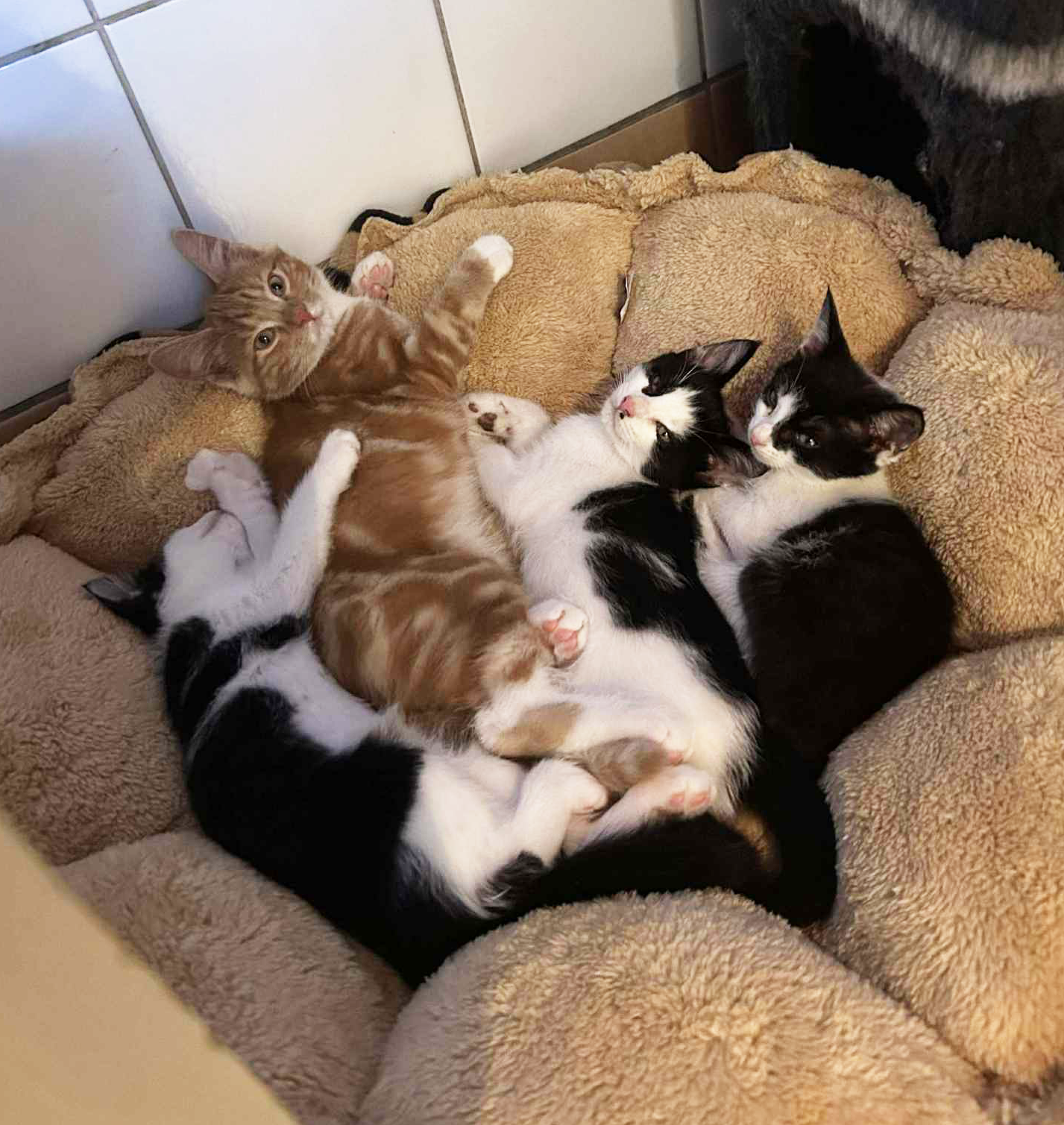 RosmarinPersilleKoriander